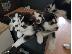 PoulaTo: Πωλούνται κουτάβια Siberian Husky